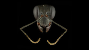 Los «retratos» de estas hormigas revelan lo diversas y hermosas que son