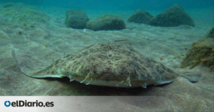 Canarias, el “último bastión” del tiburón angelote, en peligro de extinción en todo el mundo