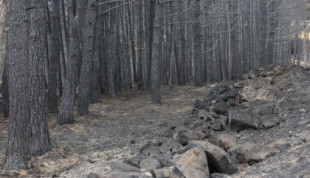 Adjudicada por casi 8,5 millones de euros parte la madera quemada en los incendios de la provincia de Zamora