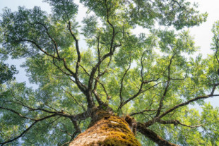 Los árboles transmiten conocimiento a sus hijos por debajo de la tierra