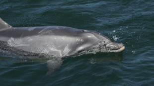 Localizan al delfín Manoliño en Outes con un arpón clavado en un costado
