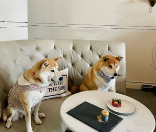 San Francisco tiene un restaurante de alta cocina para perros con un menú de degustación de 75 dólares (ENG)