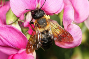 La abeja gigante de la resina se expande por Europa a velocidad de vértigo