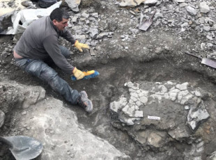 Descubiertos en Coll de Nargó (Lleida) fósiles de la tortuga marina más grande de Europa
