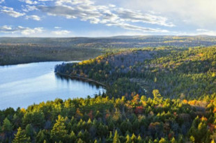 Bosques boreales: Características, Flora y Fauna