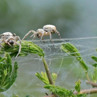 Algunas arañas está evolucionando socialmente y esto las hace más listas [ENG]