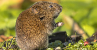 Descubierto un nuevo roedor prehistórico en España