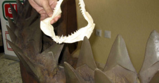 Hallan un fósil de un gigantesco tiburón prehistórico en aguas australianas