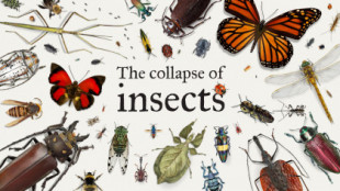 El colapso de los insectos [ENG]