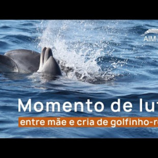 Momento de luto de una afligida madre delfín