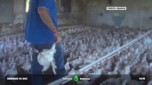 Las indignantes imágenes de pollos hacinados y golpeados hasta la muerte en macrogranjas de Sevilla y Tarragona