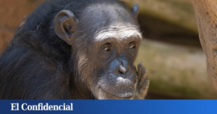 La 'reprogramación' de Julieta: aprender a ser chimpancé tras 30 años como atracción turística
