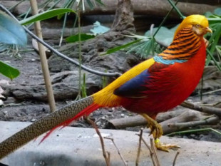 Las 10 aves más bellas del mundo