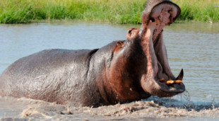 Hipopótamo se traga a un niño de 2 años, pero lo escupe aún con vida