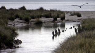 Menos de 90.000 aves en las marismas de Doñana para la invernada, la peor cifra en 40 años