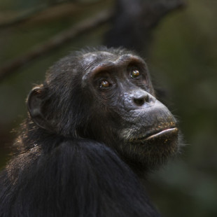 Los chimpancés están cavando pozos para encontrar agua en la selva