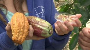 Investigadores consiguen por primera vez producir cacao en la Europa continental