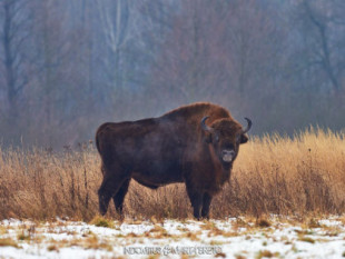 Bialowieza: los últimos bisontes europeos