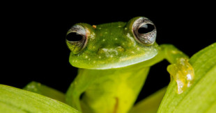 Los científicos revelan los secretos de la transparencia de las ranas [ENG]