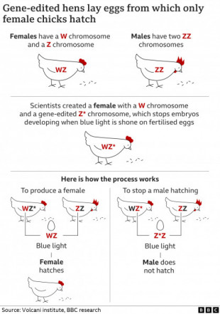 Técnica de modificación genética para evitar la matanza de pollos macho [Eng]