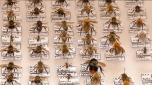 España tiene 923 especies de abejas
