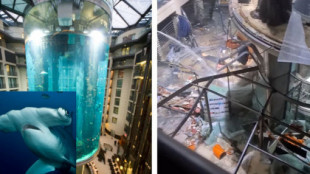 El pez martillo, principal sospechoso de la explosión del acuario gigante de Berlín