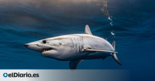 Cerco a la pesca masiva de tiburones para amputarles las aletas, de la que España es potencia mundial