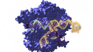 Científicos 'recuperan' proteínas de 2.600 años para luchar contra enfermedades actuales