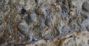 Aparecen fósiles anteriores a los dinosaurios en el sur de España