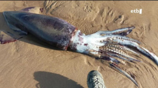 Un calamar gigante aparece en la playa de Gorliz