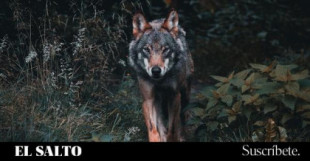 Una macrocacería amenaza con diezmar la población de lobos en Suecia