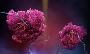 Describen la estructura y función del recién descubierto sistema inmunitario CRISPR