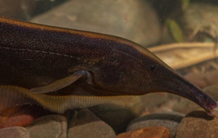 Docenas de posibles nuevas especies de peces halladas en Bolivia