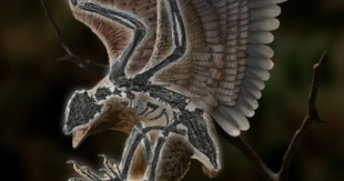 Encuentran un extraño híbrido entre dinosaurio y ave