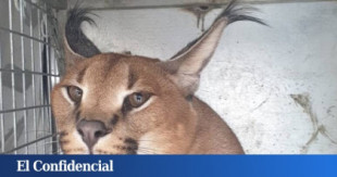 Capturan a un felino de 20 kilos en el jardín de una vivienda de Marbella (Málaga)