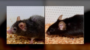 Los ratones viejos vuelven a ser jóvenes en un estudio. ¿Puede la gente hacer lo mismo? [EN]