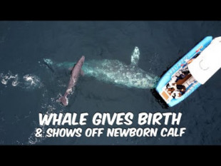 Atónitos observadores de ballenas presencian el nacimiento de una ballena gris
