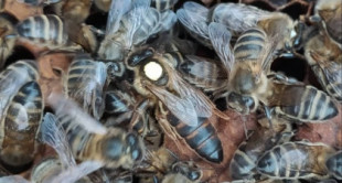 Probada con éxito en Castilla La Mancha la primera vacuna para abejas a nivel mundial