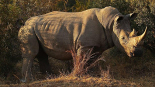 Matan a tiros a un rinoceronte blanco un día después de su llegada a un zoo de Florida
