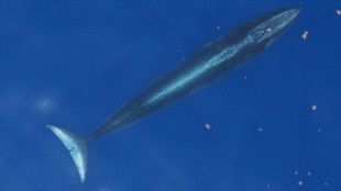 Esta ballena acaba de ser descubierta, pero ya está en peligro de extinción