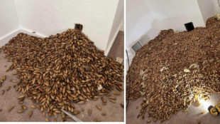 Descubren 317 kilos de bellotas entre las paredes de una casa en California: adivina de quién eran