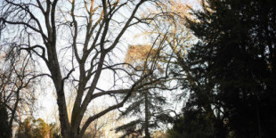 Conmoción en París: encuentran el torso y la cabeza de una mujer en un céntrico parque