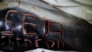 Aparece flotando en el golfo de Vizcaya el cadáver de un delfín mutilado