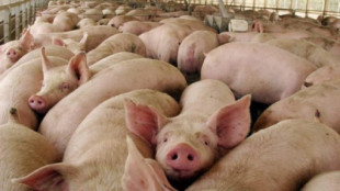 "Invadidos por los cerdos": el reportaje de 'The Guardian' sobre macrogranjas en España
