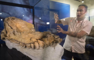 Hallan ''el fósil mejor preservado del mundo'' de cachalote prehistórico en Perú