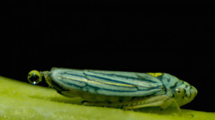 Cicadélicos: Los insectos que catapultan sus heces en forma de gotas ‘superpropulsadas’ para ahorrar energía