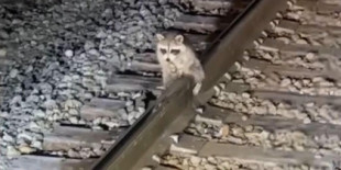 Un mapache se queda pegado por los testículos en las vías del tren por la caída de las temperaturas (EN)