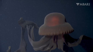 Una extraña medusa gigante que habita aguas profundas es filmada en la Antártida