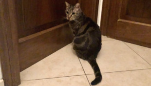 Gato filósofo acepta con serenidad que una puerta esté cerrada [it]