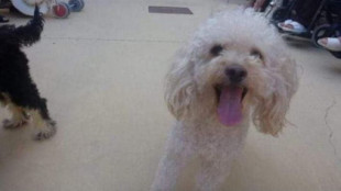 La dueña del perro asesinado en Cambre pide ayuda para hacer justicia «a tantos Benitos»